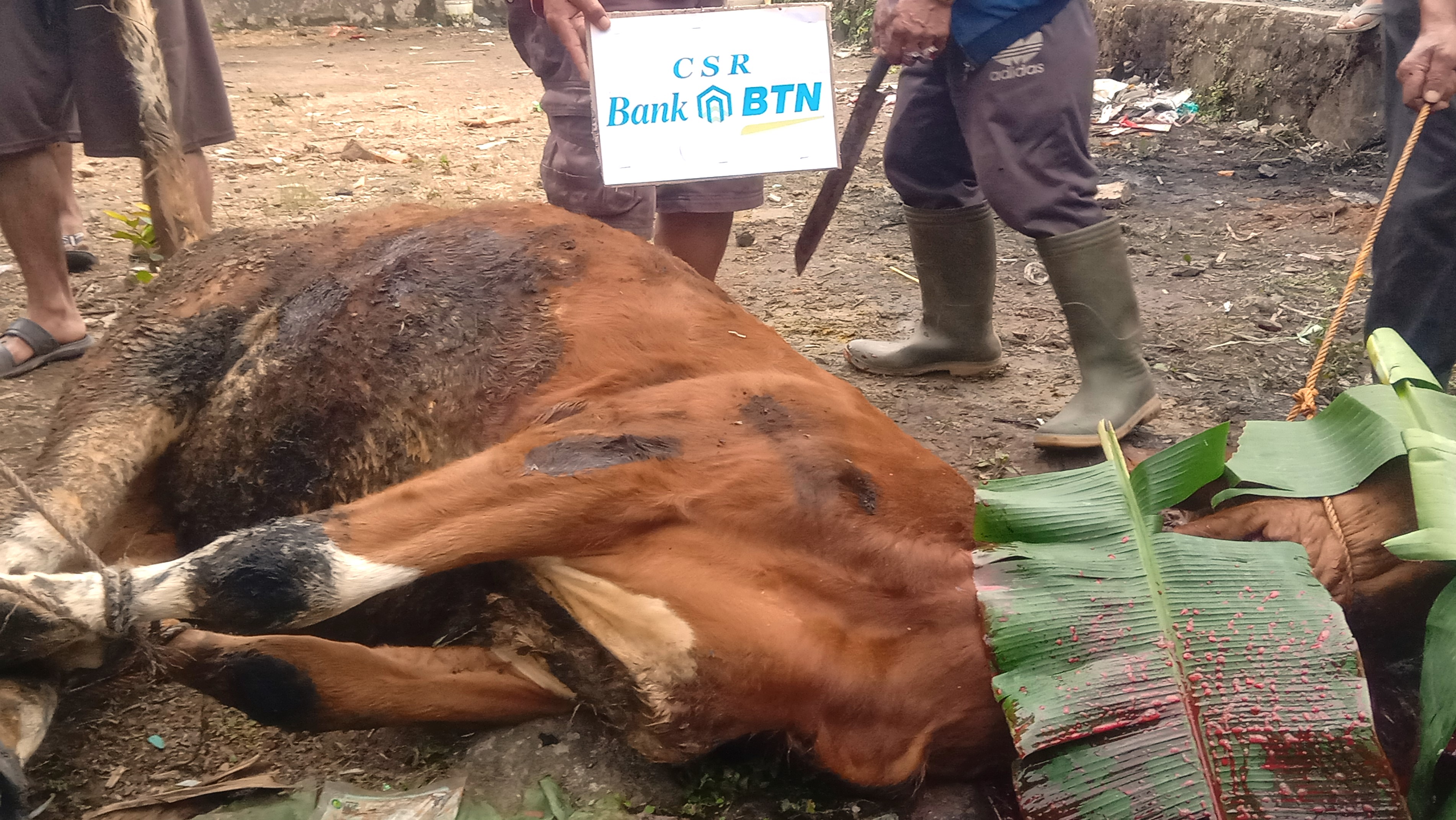 TEBAR HEWAN QURBAN KE PELOSOK NEGERI 2023 (di Dusun Siteves, Desa Kayu Puring, Kec. Petung Kriyono, 